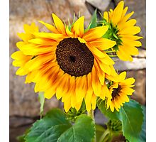 "SUNFLOWER" Throw Pillows by elenimac | Redbubble