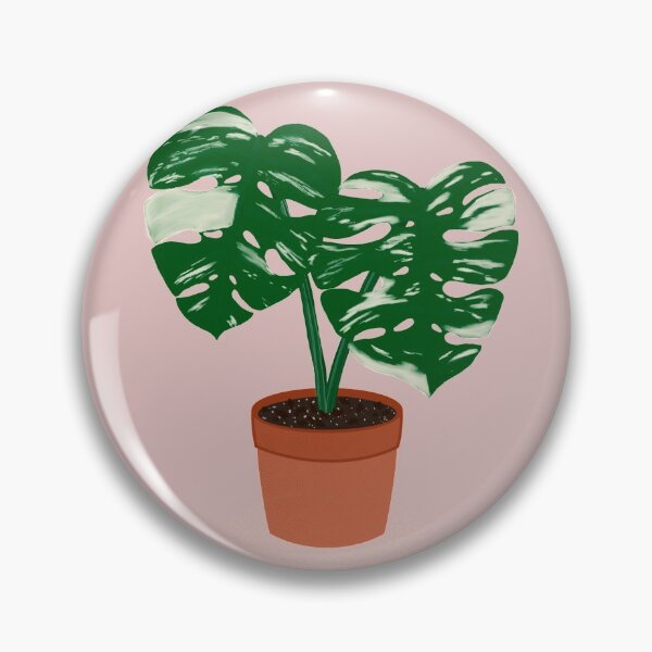 Item preview, Variegated Monstera Deliciosa cheese plant, rare aroid designed and sold by Lmarrsh.