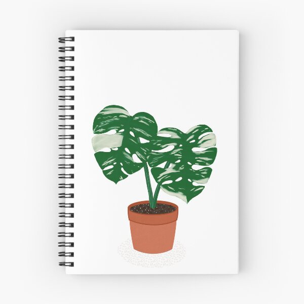 Item preview, Variegated Monstera Deliciosa cheese plant, rare aroid designed and sold by Lmarrsh.