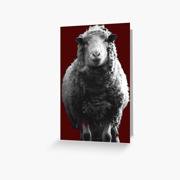 Sheep I've Known Greeting Card
