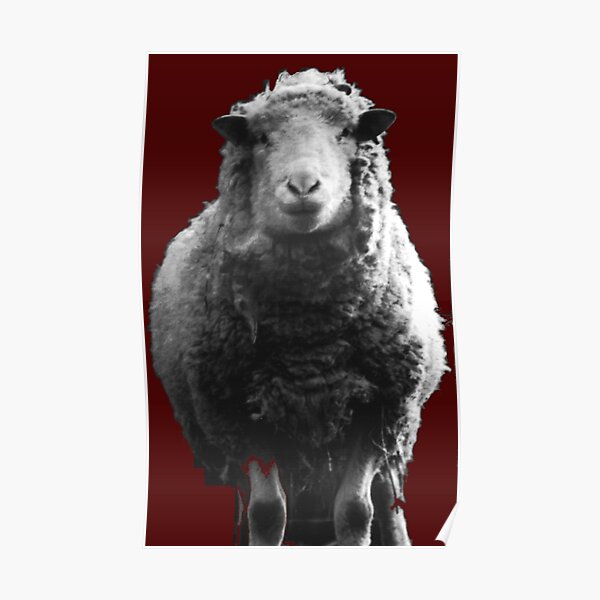 Sheep I've Known Poster