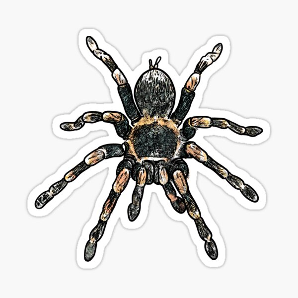 Artikel-Vorschau von  Brachypelma smithi, designt und verkauft von wolfwade.