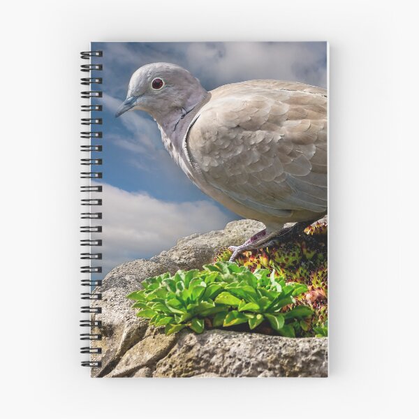 Item preview, Collared Dove designed and sold by AJEvans.