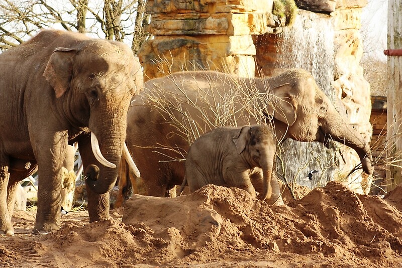 Chester Zoo Gifts & Merchandise Redbubble