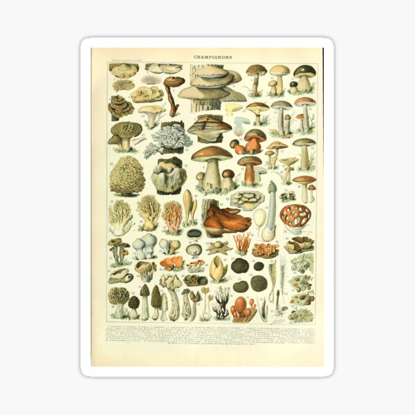 Item preview, Mushroom chart - champignons vintage illustration designed and sold by Cravagnati.