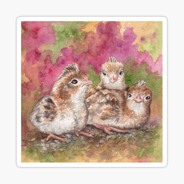 Baby Quails, Sonoran Desert Sticker