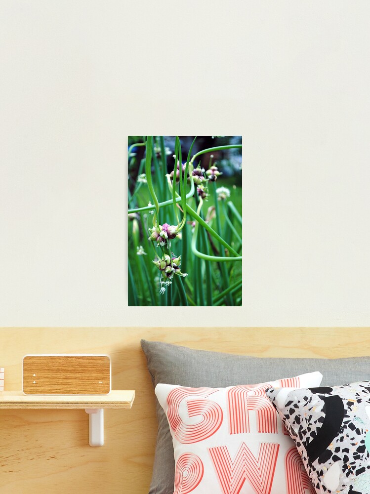 Thumbnail 2 of 3, Photographic Print, Walking Onions (Allium cepa var. proliferum) designed and sold by MarjorieB.