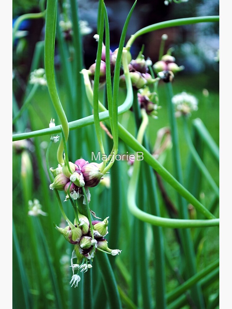 Thumbnail 3 of 3, Photographic Print, Walking Onions (Allium cepa var. proliferum) designed and sold by MarjorieB.