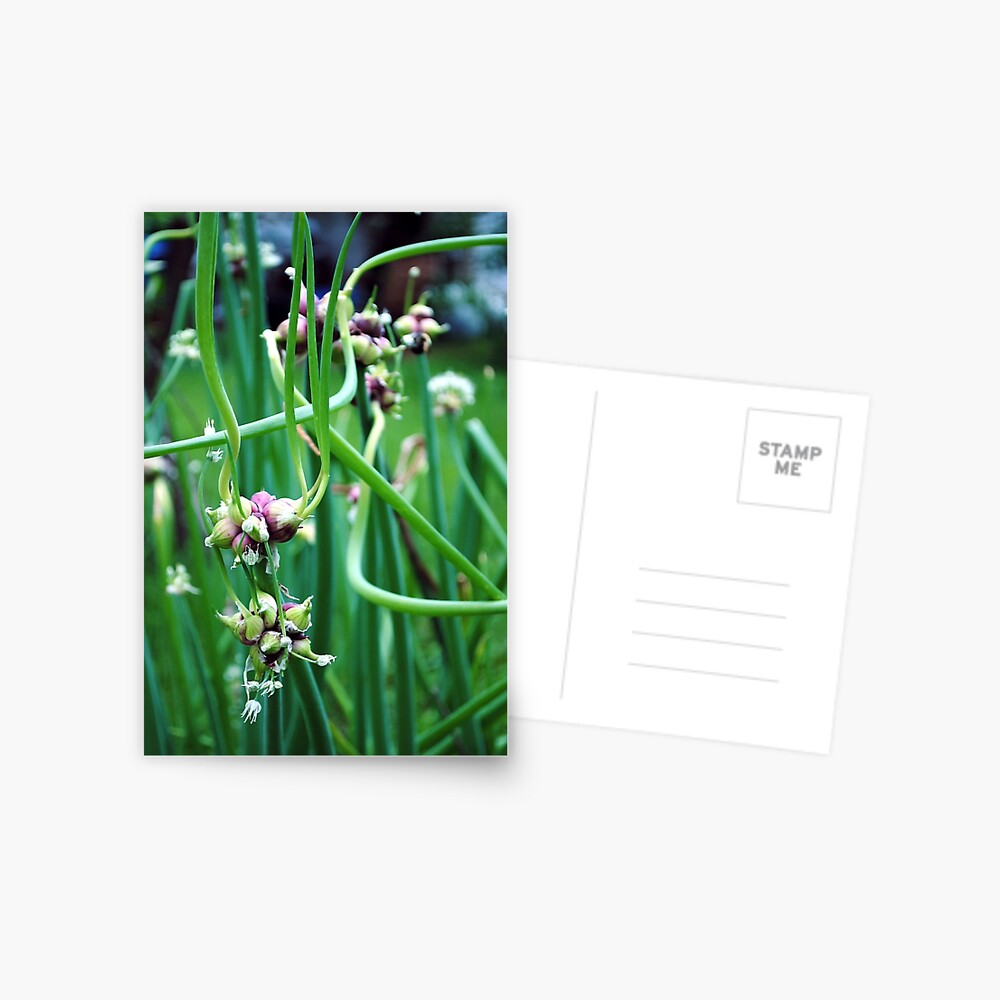 Item preview, Postcard designed and sold by MarjorieB.