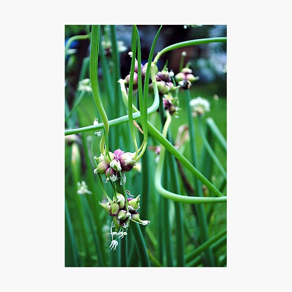 Photographic Print