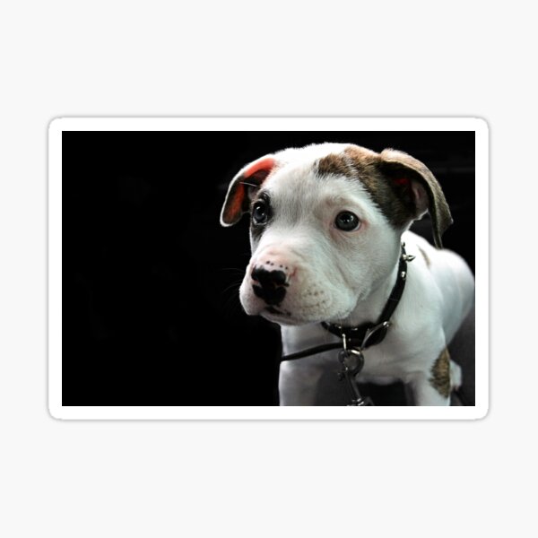 Pit Bull T-Bone Puppy Sticker