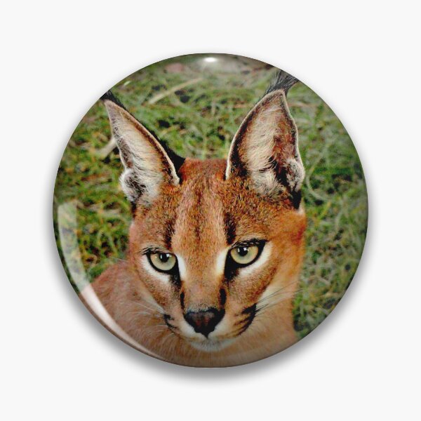 Item preview, Closer designed and sold by Vince Scaglione.