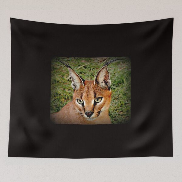 Item preview, Closer designed and sold by Vince Scaglione.