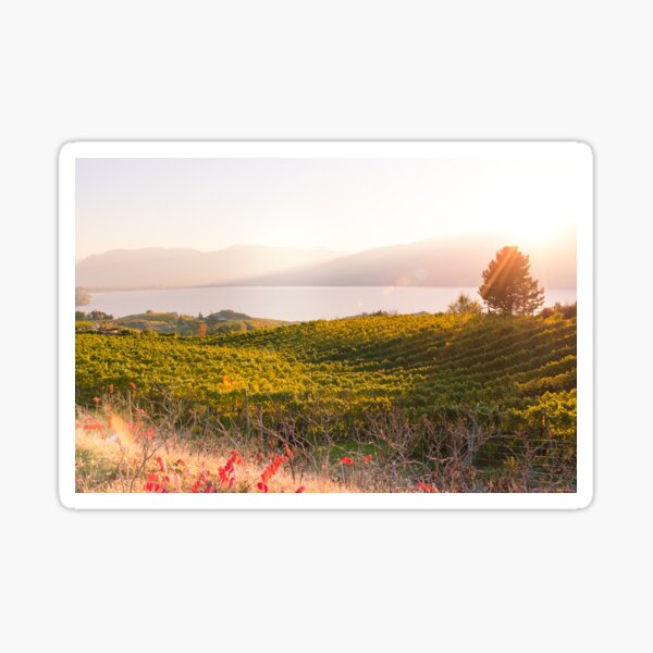 Item preview, Golden Autumn Sunshine in the Vineyards designed and sold by Amy Mitchell.