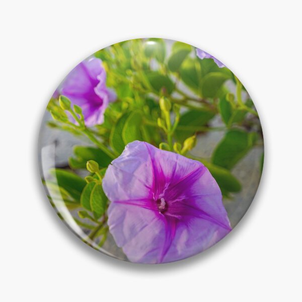Item preview, Australian Wildflowers - Goat's Foot Creeper or Beach Morning Glory, Cape Leveque - Western Australia.  designed and sold by JennysPrints.