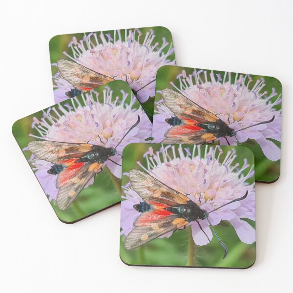 Item preview, Burnet Moth on Field Scabious designed and sold by Tropicalsteve.