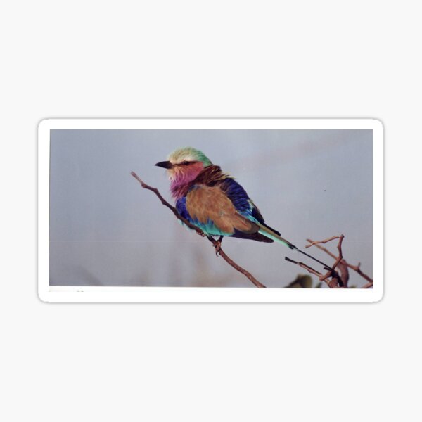 Lilac Breasted Roller Sticker