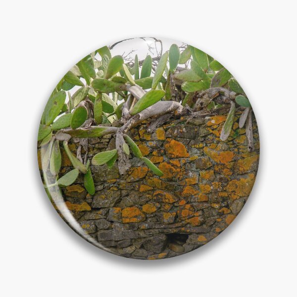 Item preview, Cacti Overtaking an Old Stonewall in a Village in Portugal designed and sold by AWomanAfoot.