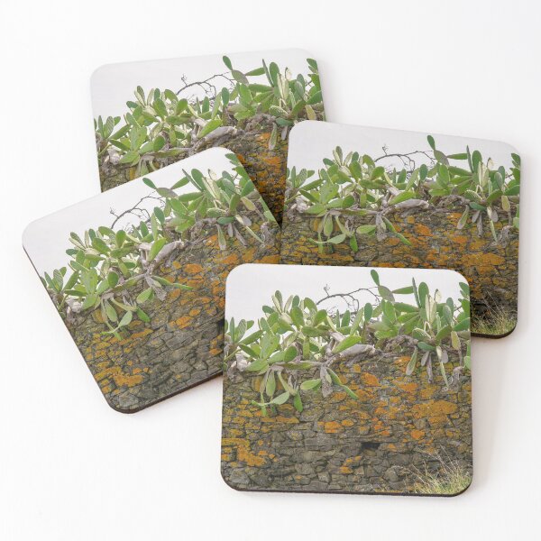 Item preview, Cacti Overtaking an Old Stonewall in a Village in Portugal designed and sold by AWomanAfoot.