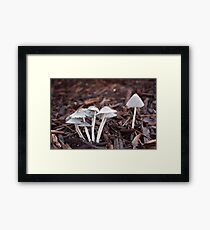 Fungi Framed Print