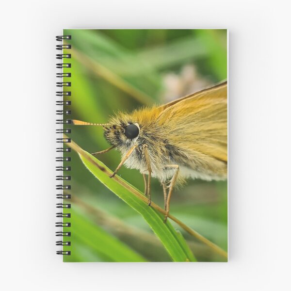 Item preview, Small Skipper butterfly resting in a meadow designed and sold by Tropicalsteve.