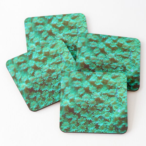 Item preview, Montipora polyps designed and sold by reeftice.