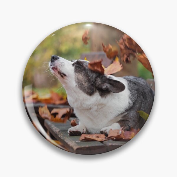 Item preview, A cute corgi dog poses among red autumn leaves on a bench designed and sold by Alexander Sorokopud.