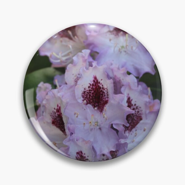 Item preview, Rhododendron Blue Peter designed and sold by Linda Sijpkes.