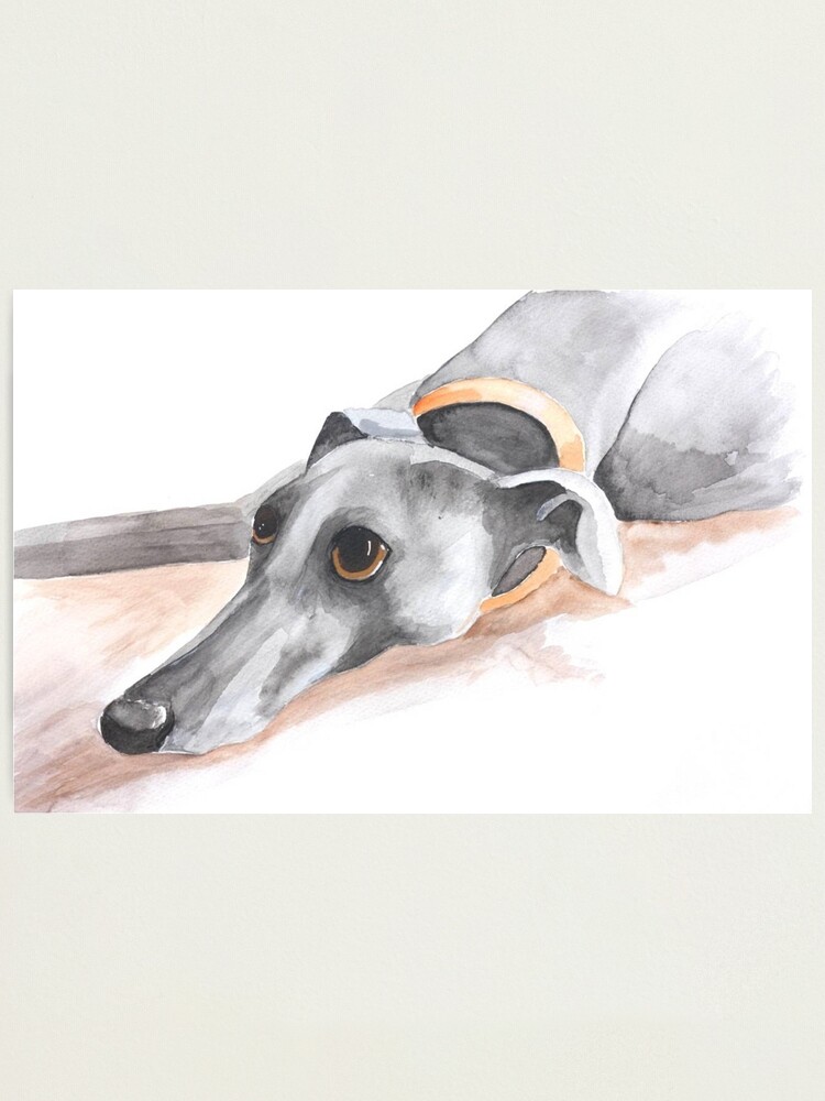 lurcher black and white