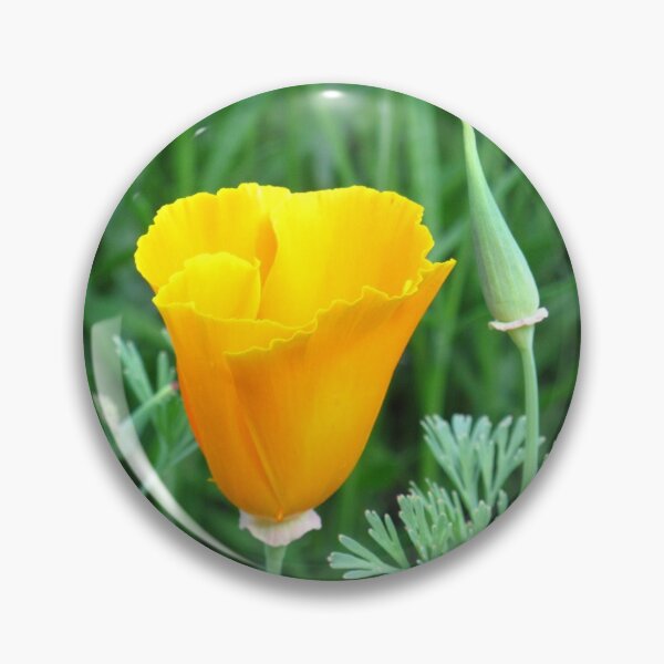Artikelvorschau, Kalifornischer Mohn entworfen und verkauft von FlowerCloud.