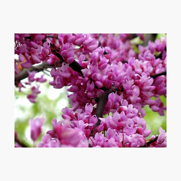 Redbud Branch Photographic Print