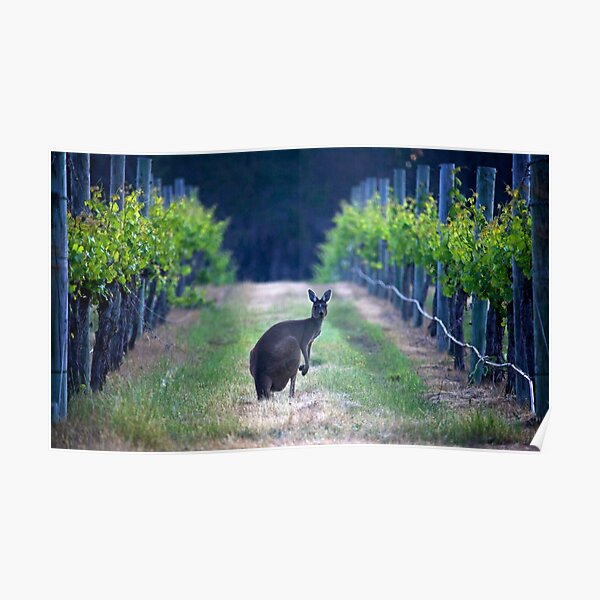 A Grey Western tending Great Western Grapes Poster