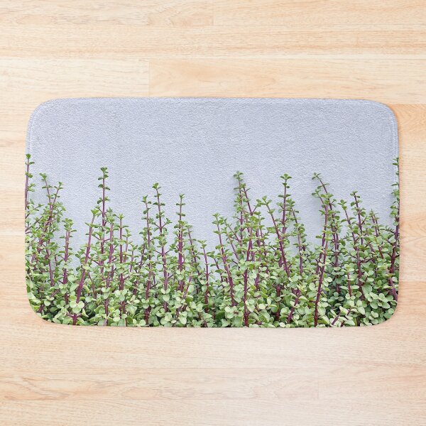 Item preview, Spekboom succulents agains white wall designed and sold by Gerhanj.