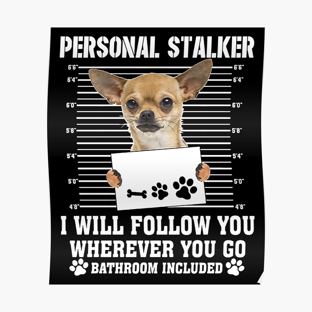 personal stalker chihuahua