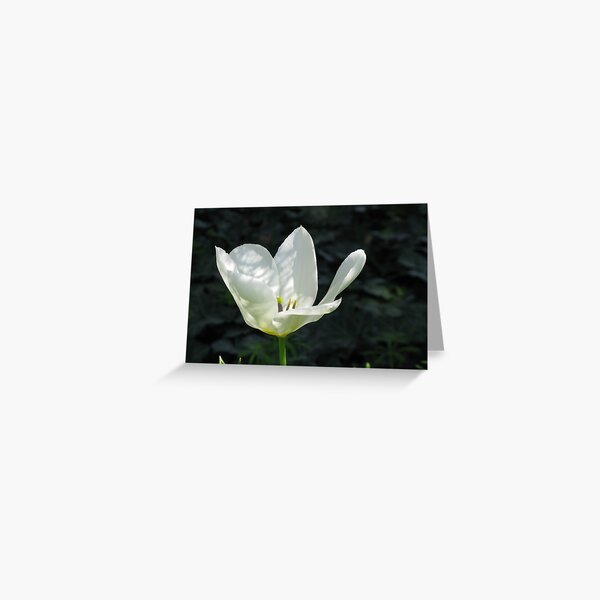 Tulip in the Shade Garden Greeting Card