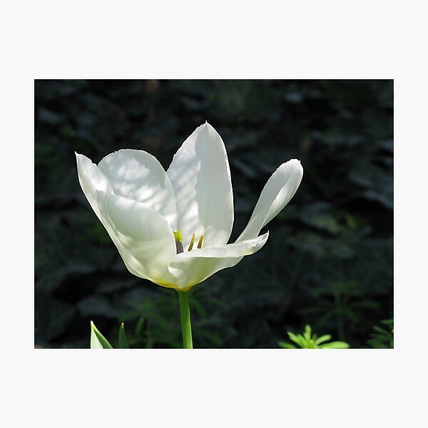 Tulip in the Shade Garden Photographic Print