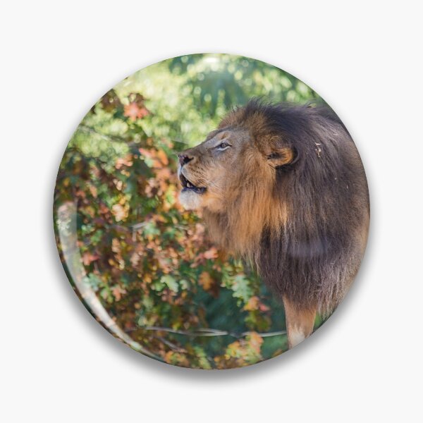 Artikelvorschau, USA. Washington DC, Nationaler Zoo. König der Löwen. entworfen und verkauft von vadim19.