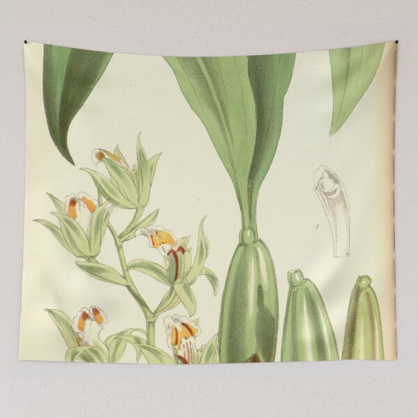 Item preview, Coelogyne lentiginosa Curtis' 98 (Ser. 3 no. 28) pl. 5958 (1872) designed and sold by EsotericBotanic.