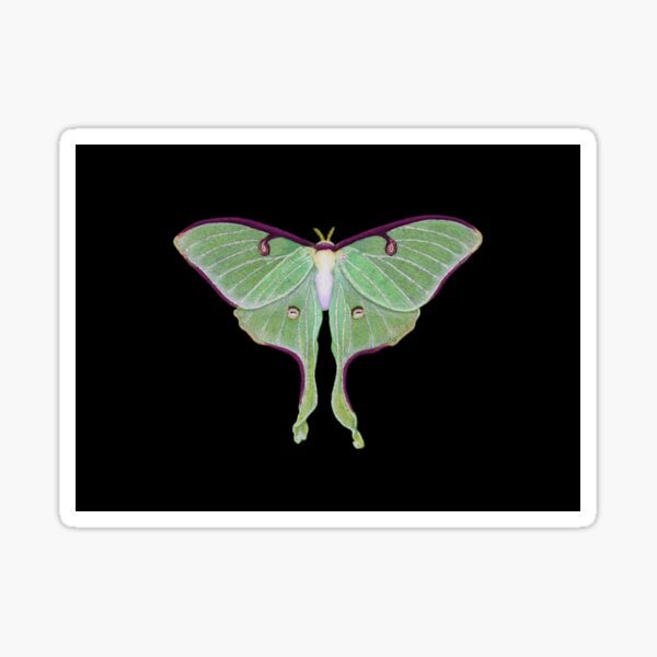 Luna Moth Sticker  ElissaMarieCreative