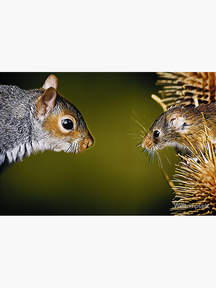 "Squirrel vs mouse staring contest " Sticker by Willtompsett Redbubble