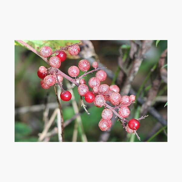 Artikel-Vorschau von Rote Beeren im Herbst, designt und verkauft von Gary Horner.