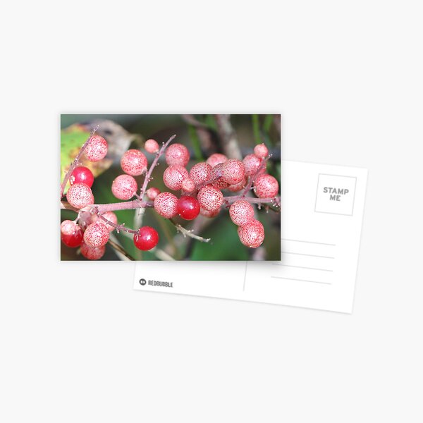 Artikel-Vorschau von Rote Beeren Nahaufnahme, designt und verkauft von Gary Horner.