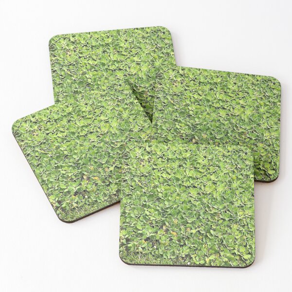 Artikelvorschau, Wasserhyazinthe, Florida Green Scape entworfen und verkauft von Polishthestone.