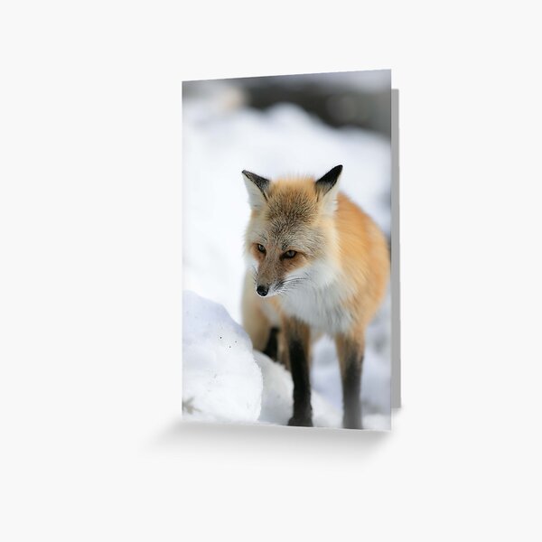 Produits Sur Le Theme Image Renard Redbubble