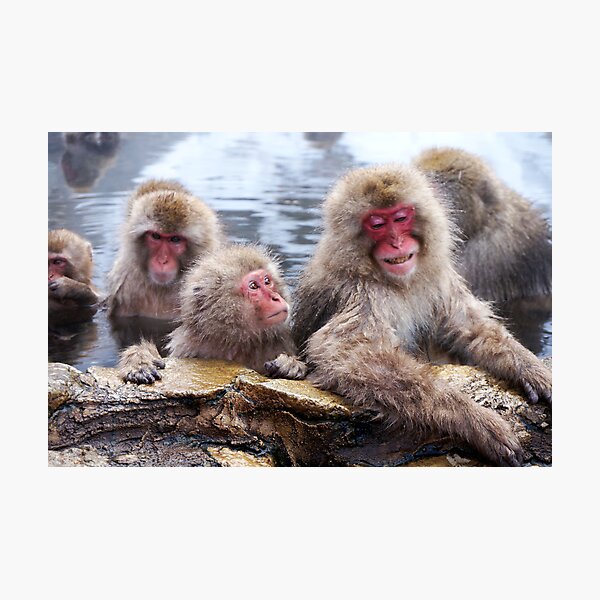 Snow monkeys Photographic Print