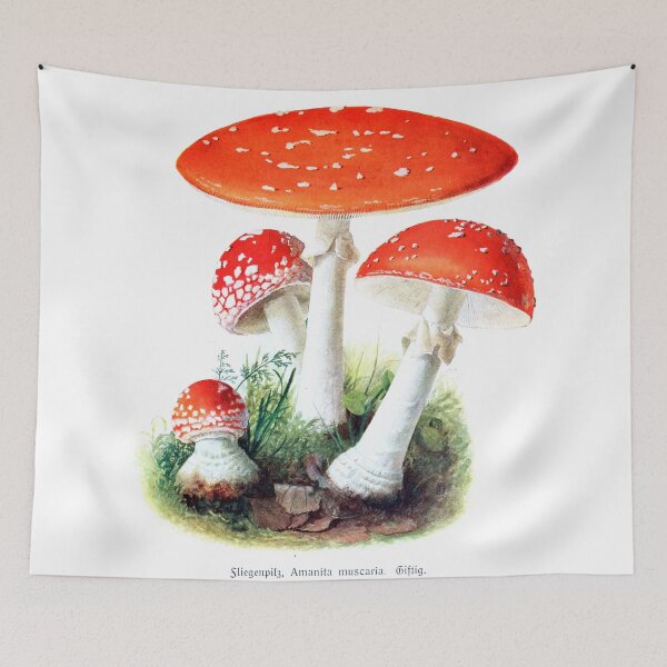 Item preview, Vintage Amanita muscaria Botanical Print (1913) From Home mushrooms; a selection of the most common, edible, inedible and poisonous mushrooms in our forests designed and sold by Douglas E. Welch Design and Photography.