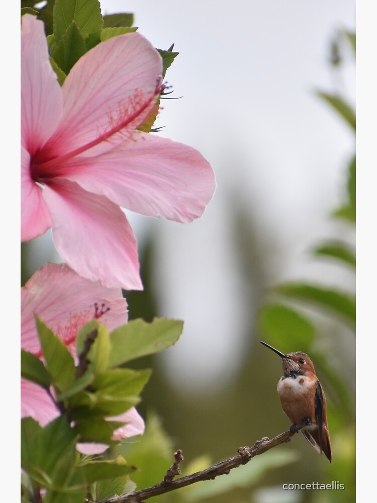 Carte De Vœux Colibri Et Fleur D Hibiscus Rose Photo De Concetta Ellis Par Concettaellis Redbubble