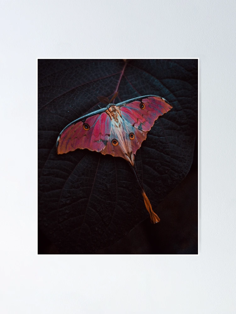 Thumbnail 1 of 3, Poster, Magic Moth designed and sold by worktheangle.