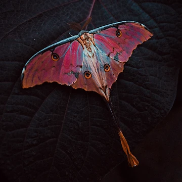 Artwork thumbnail, Magic Moth by worktheangle