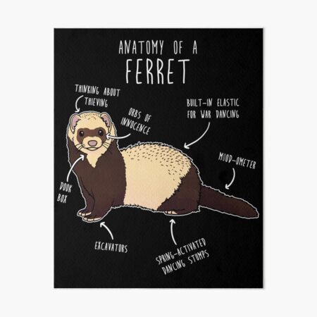 Ferret Wall Art Redbubble